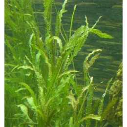 白洋淀綠荷水生植物(圖)_篦齒眼子菜報(bào)價(jià)_篦齒眼子菜