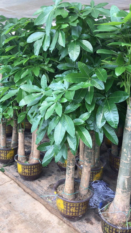 圖 別墅庭院花園設(shè)計(jì)施工園林園藝設(shè)計(jì)綠化工程養(yǎng)護(hù) 深圳鮮花綠植